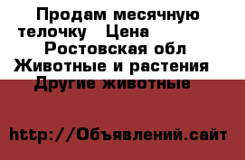 Продам месячную телочку › Цена ­ 12 000 - Ростовская обл. Животные и растения » Другие животные   